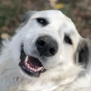 Meet your Posher, Hailey